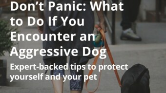Don’t Panic: What to Do If You Encounter an Aggressive Dog