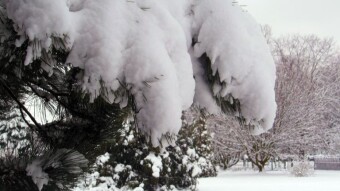 A beautiful winter's day, and an unusual visitor to my territory - My Actifit Report Card: January 21 2023