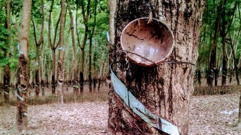 Rubber Harvesting