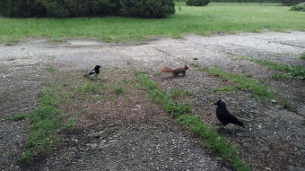 Slight cooling, brisk and queue for peanut