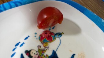 Souvenirs from Japan: Tomatoes from Kumamoto
