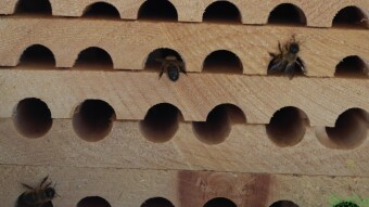 Mason Bees making homes - Macro Photography