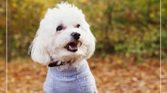 Interesting 7 of dogs