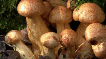 Spectacular Rustgill - arboreal mushroom, unfortunately inedible