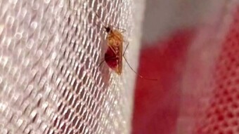 Creative Insect macro videography