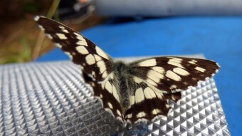 Melanargia galathea beautiful butterfly of the Rusalka family