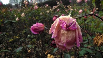 After a hard frost, the roses capitulated - My Actifit Report Card: November 21 2022