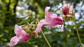 "kiss-me-on-the-mountain", plant with a native of the Himalayas - Beautiful, invasive, healing