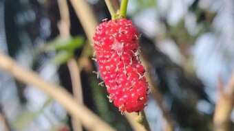 Mulberry Photography