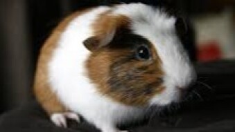 New study sheds light on the origin of the Guinea Pigs