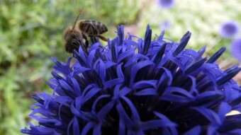 Worker bees on the developed flowers of a plant called globe thistles