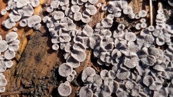 Small is beautiful - Resupinatus trichotis (Odgiętka czarniawa)