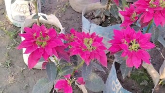 Flower videography.
