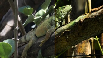 Iguana Edit Example