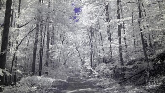 Walking down a Forest Service Road - Ultraviolet and Infrared Photography