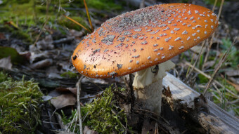 Mushrooms occurring in Europe - Ramaria botrytis
