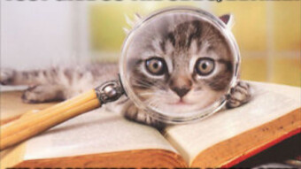 Ninja cats and Tiny NBB Offer for July 30th
