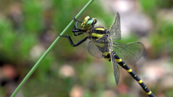 Cordulegaster boltonii - there is no time for boredom in the forest
