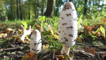 Are these beautiful mushrooms growing in parks and our gardens edible?