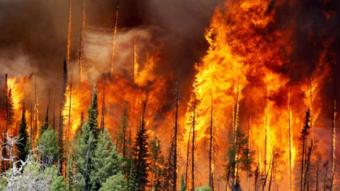 Unusual ways to protect the forest