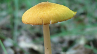 Mushrooms occurring in Europe - Pluteus leoninus