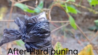 Hard puning is so important for the grow new branch