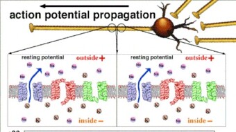 My Summary About Origin of Biosignals