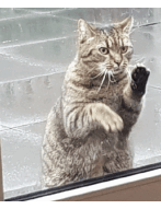 Update 5: Cats cryptocurrency prediction experiment!