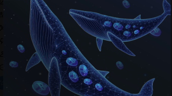 Whales’ Interest in Bitcoin is Increasing
