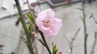Drunk & Lyricist Nowruz / A Passionate Song of Homayoun