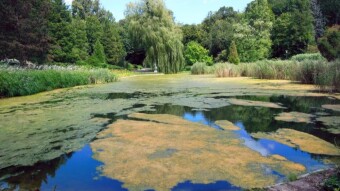 A walk in a place where the concentration of different plants is huge