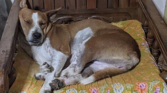 Dog Person Chronicles 27 Aug 2024