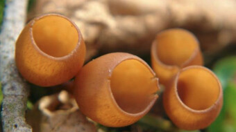 Mushrooms occurring in Europe - Dumontinia tuberosa