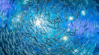 Yen Carry Us to Reality