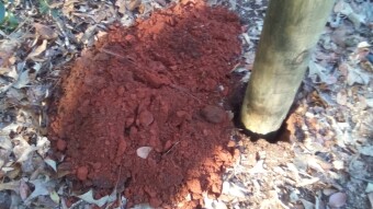 Apocalyptic Homesteading (Day 21)