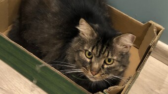 This is the story about my beautiful "mafia" faced cat named "Tamarind"