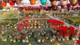 Flower garden videography.