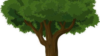 Why Seed Coin is Better than Mindless Tapping