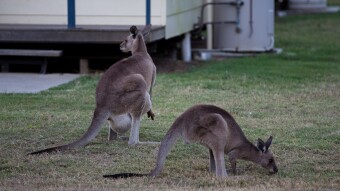 Australian wildlife