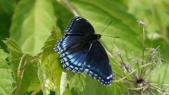 Winged Beauties - Early Summer Insects by the River