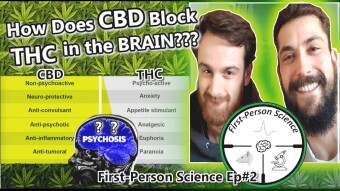 How Does Cannabidiol (CBD) Offset the Pro-Psychotic Side-Effects of THC? | Highs & Lows of Cannabis Use. First-Person Science Episode #2