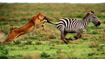 Bitcoin: prey or predator?