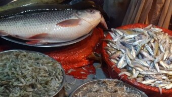 BOC-Photography//These images offer a sensory journey into the heart of a local fish bazaar.