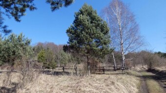 For the second time this year, at a barbecue in the Kraków-Częstochowa Upland - My Actifit Report Card: March 21, 2025