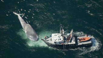 The Blue Whale.. The Biggest animal on the earth..