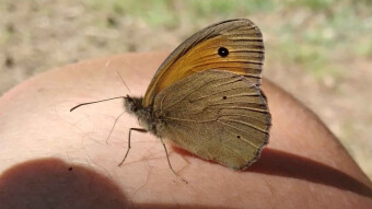 Maniola jurtina - a beautiful butterfly that likes the presence of humans