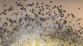 How Should HOA Deal with Toxicity Caused by Mold?