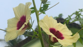 Flower Photography.