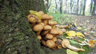 Shaggy scalycap- easy to mistake for honey fungus