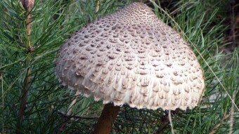 Parasol mushroom an irreplaceable mushroom in my kitchen